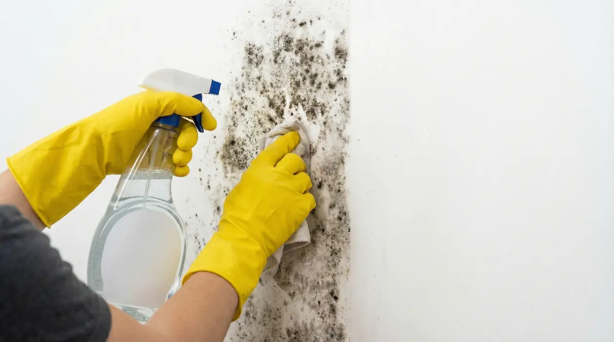 Mani con guanti gialli spruzzano e puliscono una macchia di muffa nera su una parete bianca