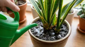Annaffiatura eccessiva di una sansevieria in vaso con terriccio molto bagnato vicino a una finestra